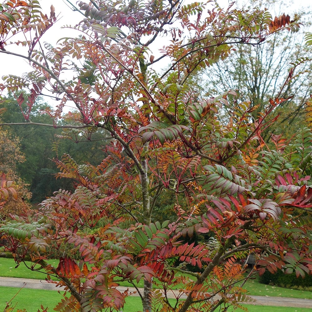 Sorbus 'Eastern Promise' Tree - Image 5