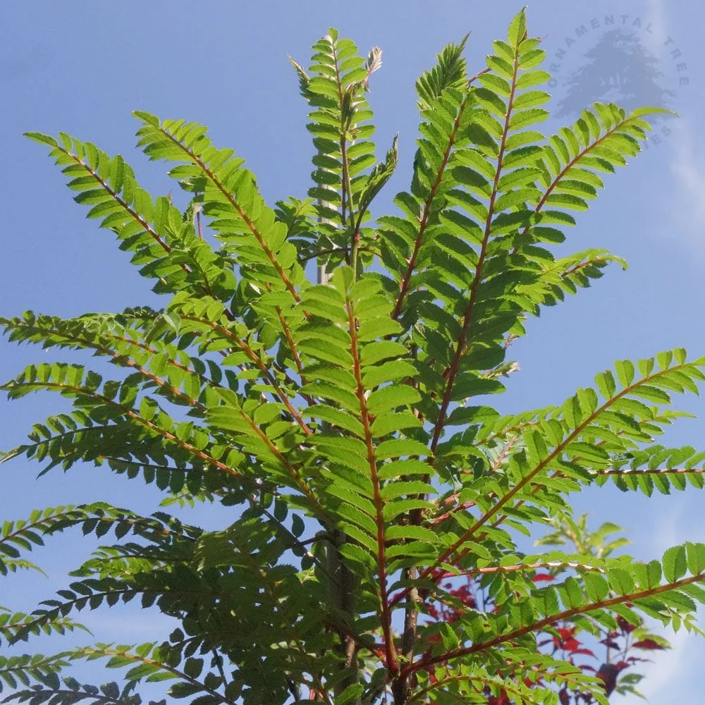 Sorbus 'Glendoick Spire' Tree