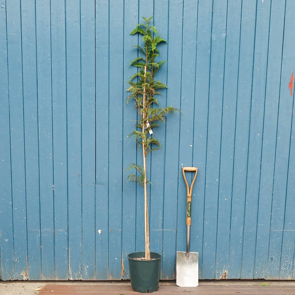Sorbus 'Glendoick Spire' Tree - Image 2