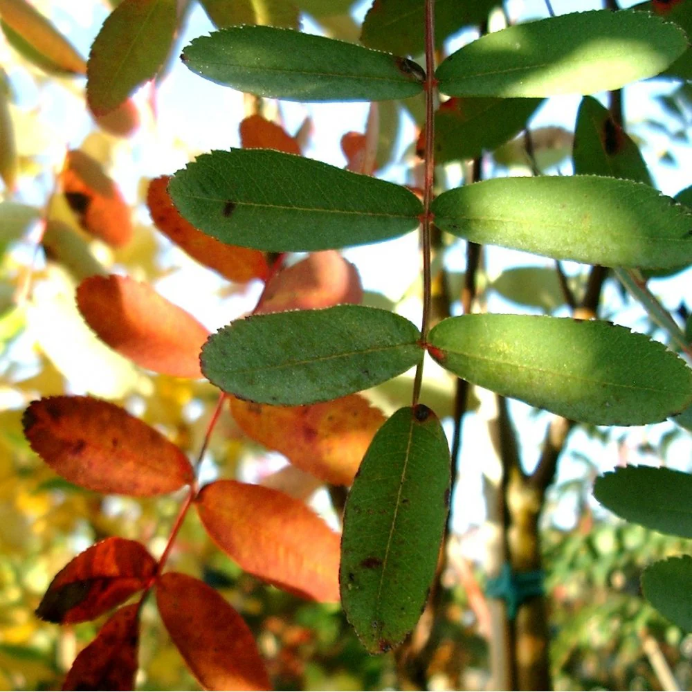 Sorbus hupehensis Tree - Image 2