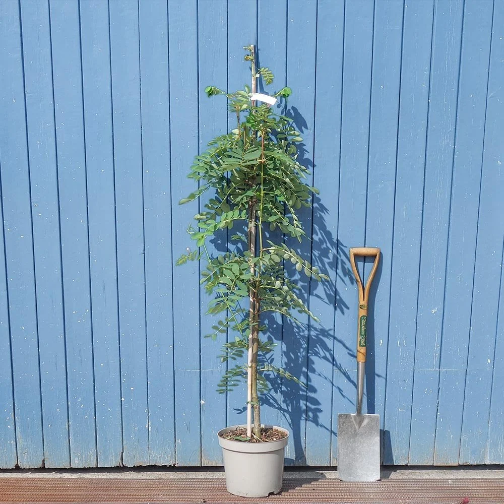 Sorbus hupehensis Tree - Image 3