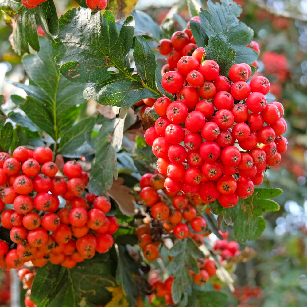 Sorbus hybrida 'Gibbsii' Tree