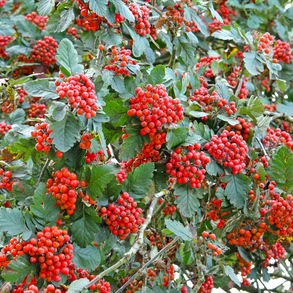 Sorbus hybrida 'Gibbsii' Tree - Image 2