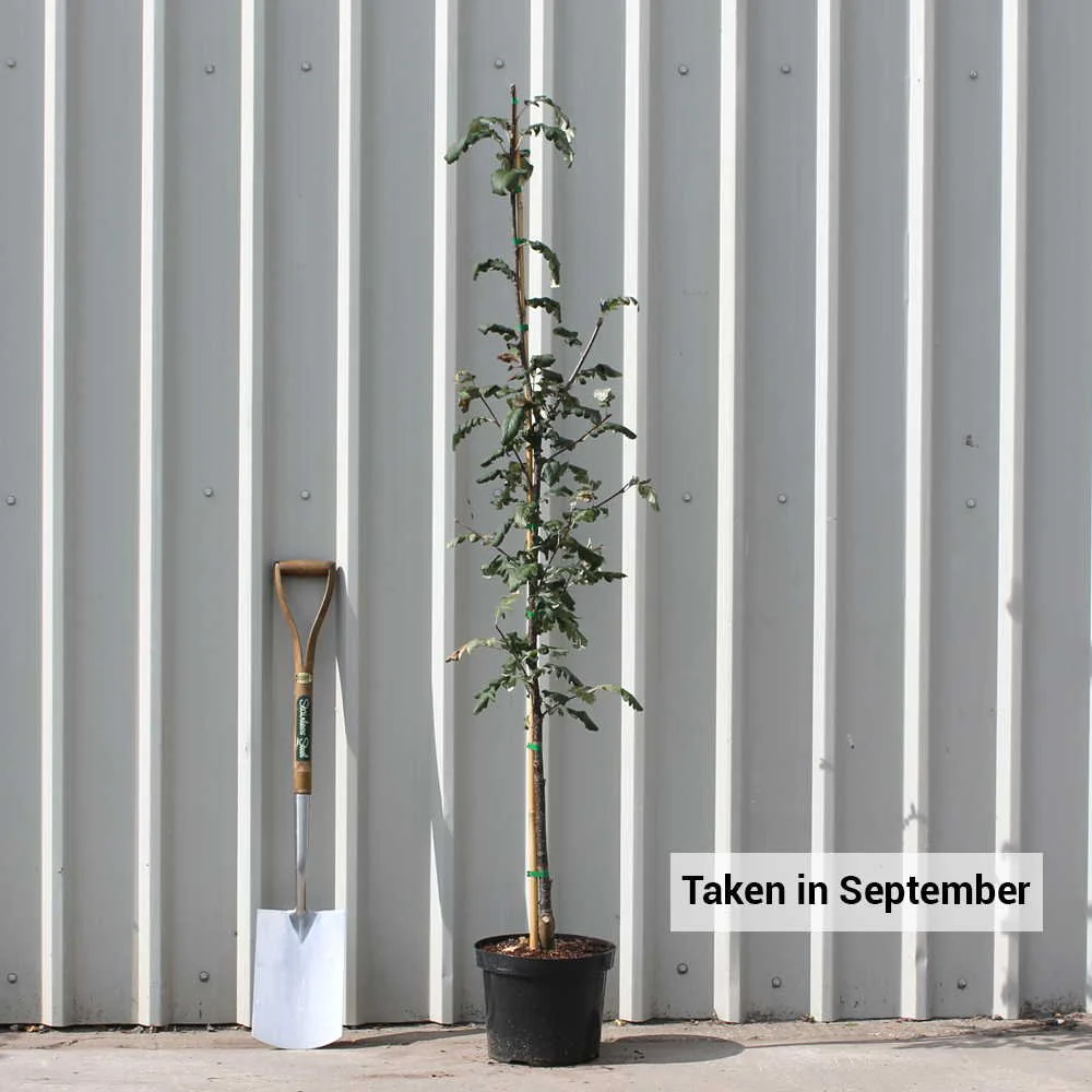Sorbus hybrida 'Gibbsii' Tree - Image 4