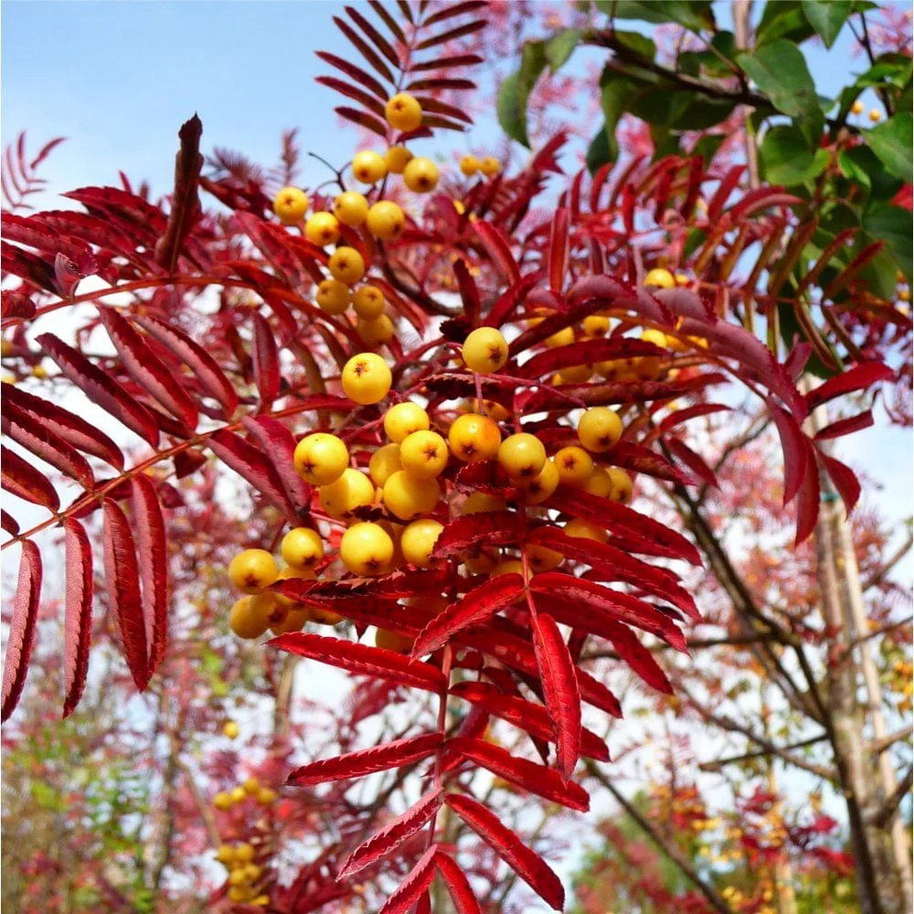 Sorbus 'Joseph Rock' Tree - Image 2