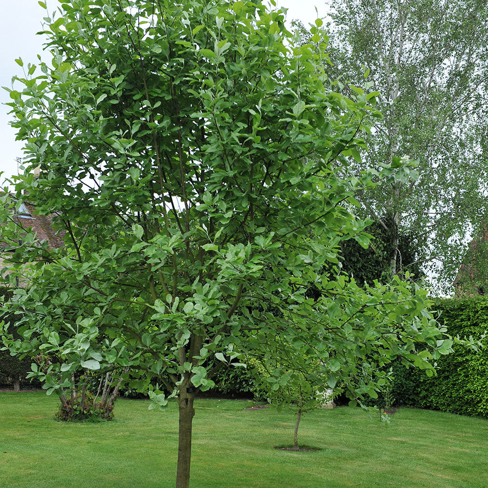 Sorbus latifolia 'Henk Vink' Tree