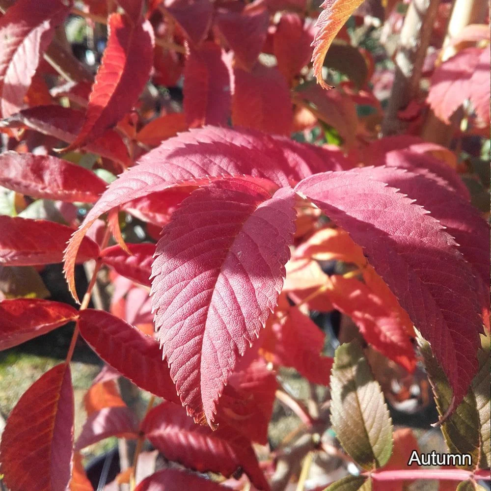 Sorbus sargentiana Tree - Image 3