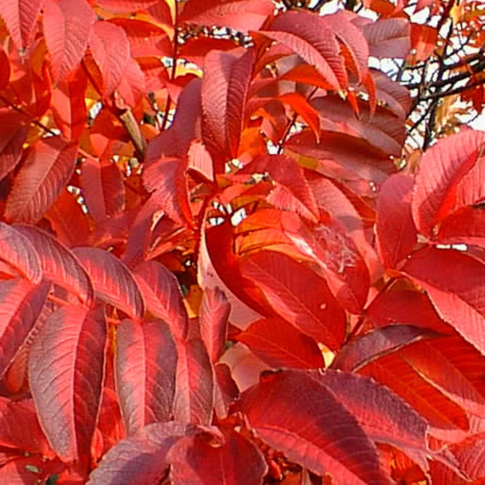 Sorbus sargentiana Tree - Image 4