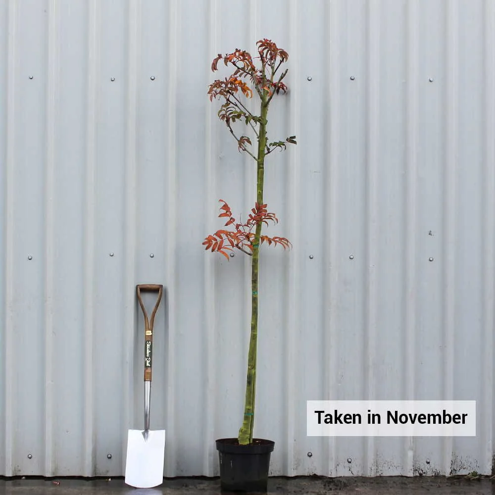 Sorbus sargentiana Tree - Image 5