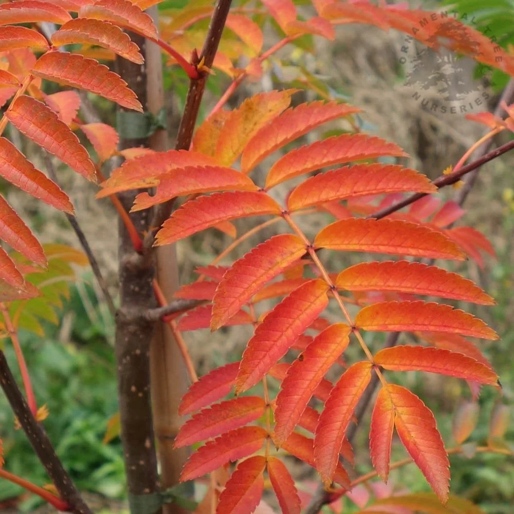 Sorbus 'Sunshine' Tree - Image 2