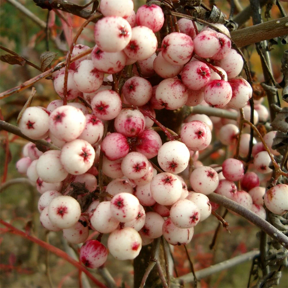 Sorbus vilmorinii Tree - Image 2