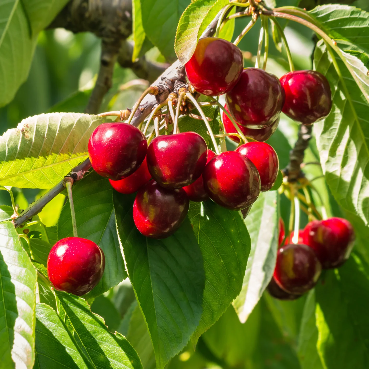 Stella Cherry Tree