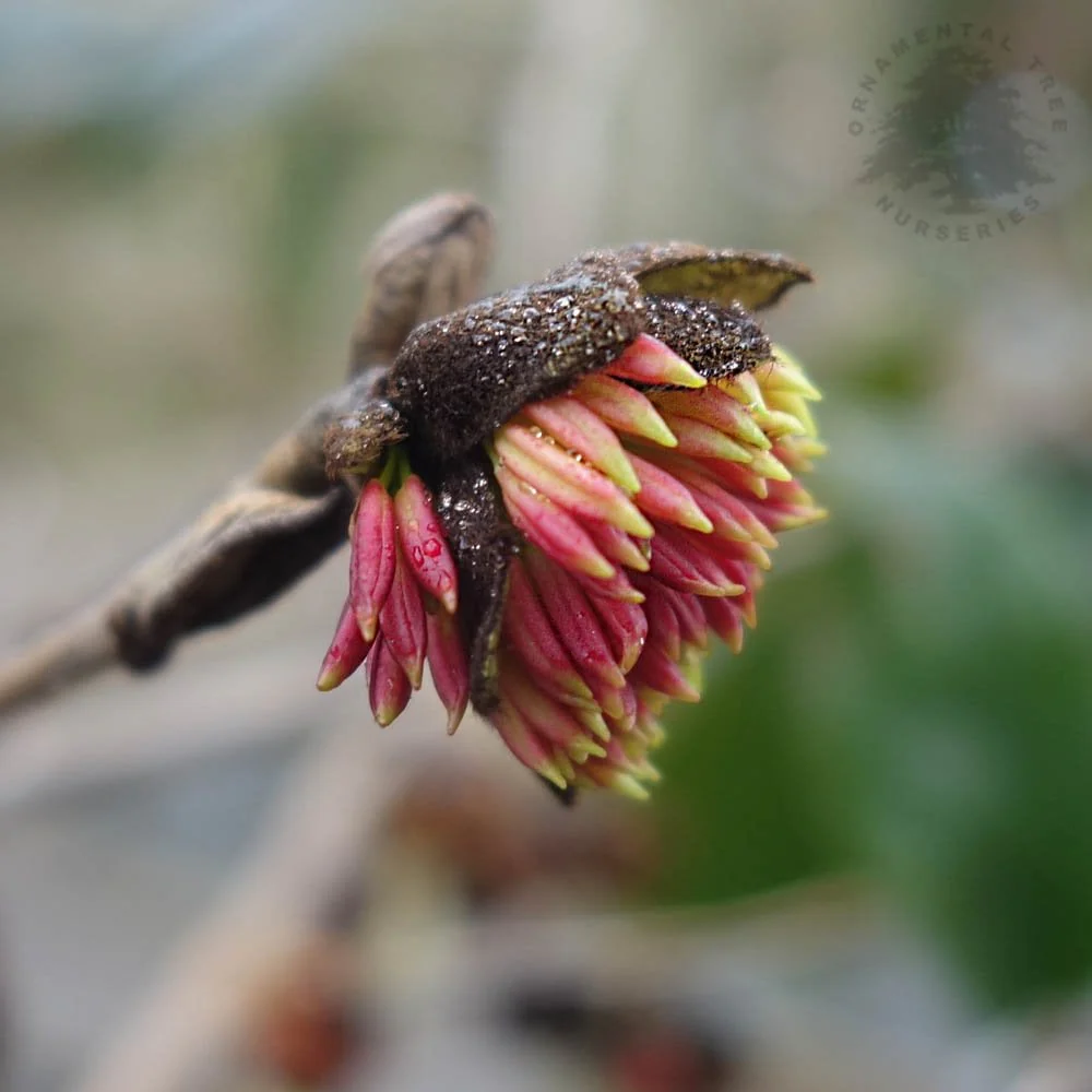 Sycoparrotia semidecidua Tree - Image 3