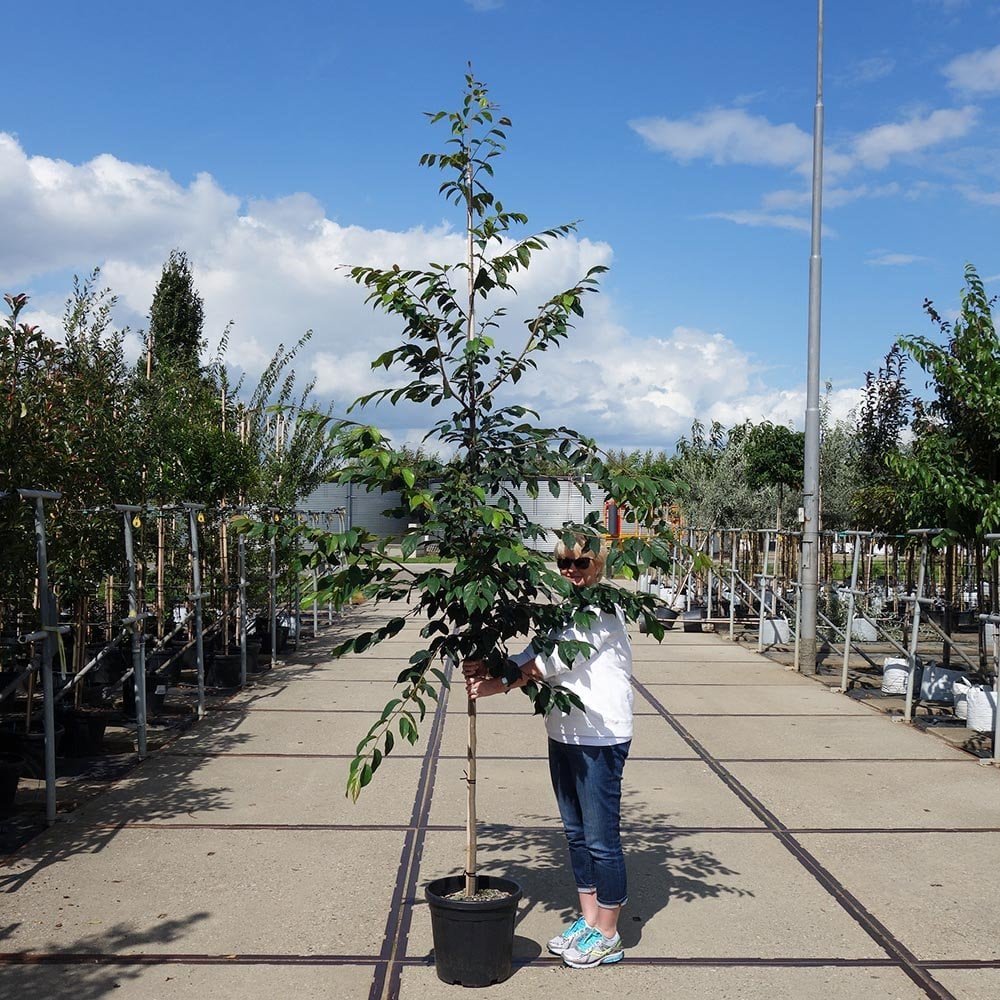 Sycoparrotia semidecidua Tree - Image 4