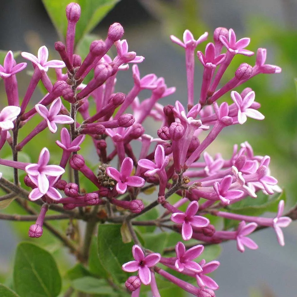 Syringa 'Dark Purple' Tree