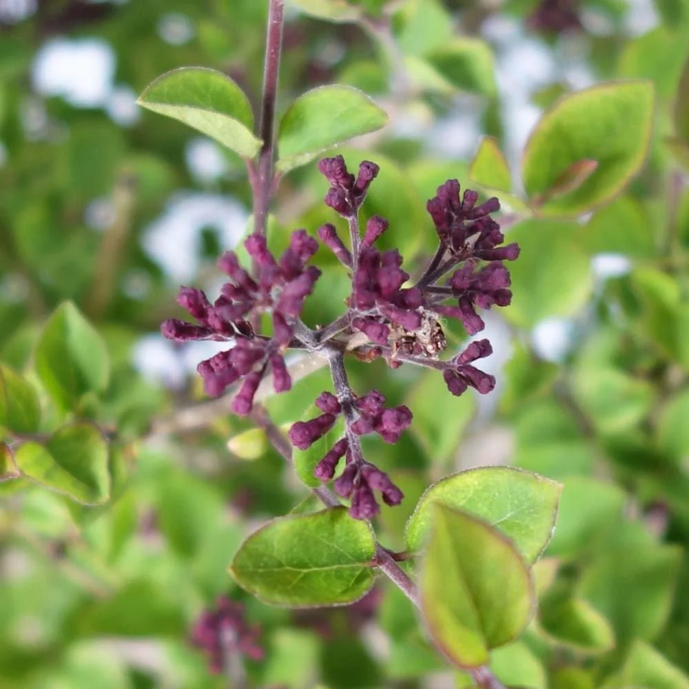 Syringa 'Dark Purple' Tree - Image 2