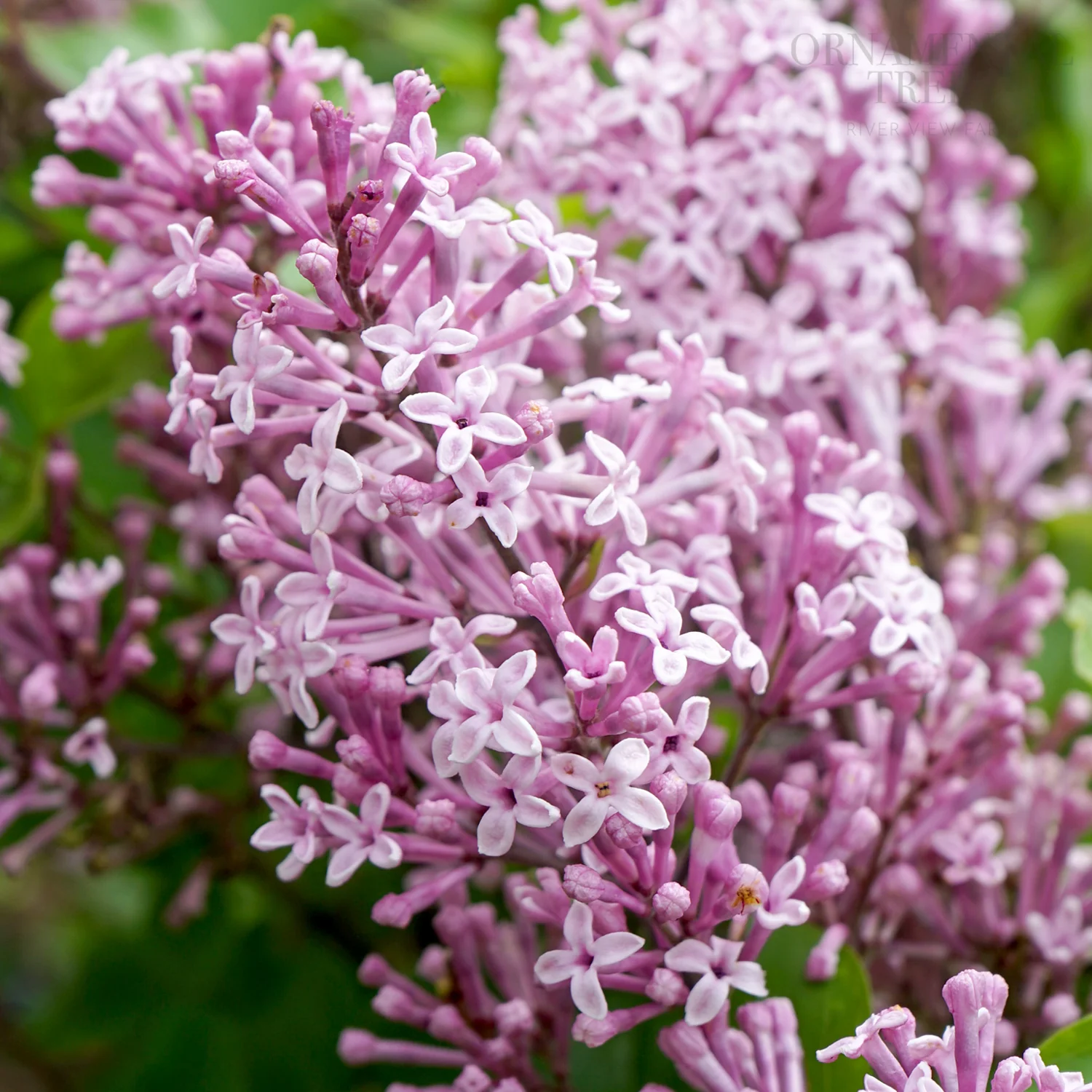 Syringa meyeri 'Palibin' Tree