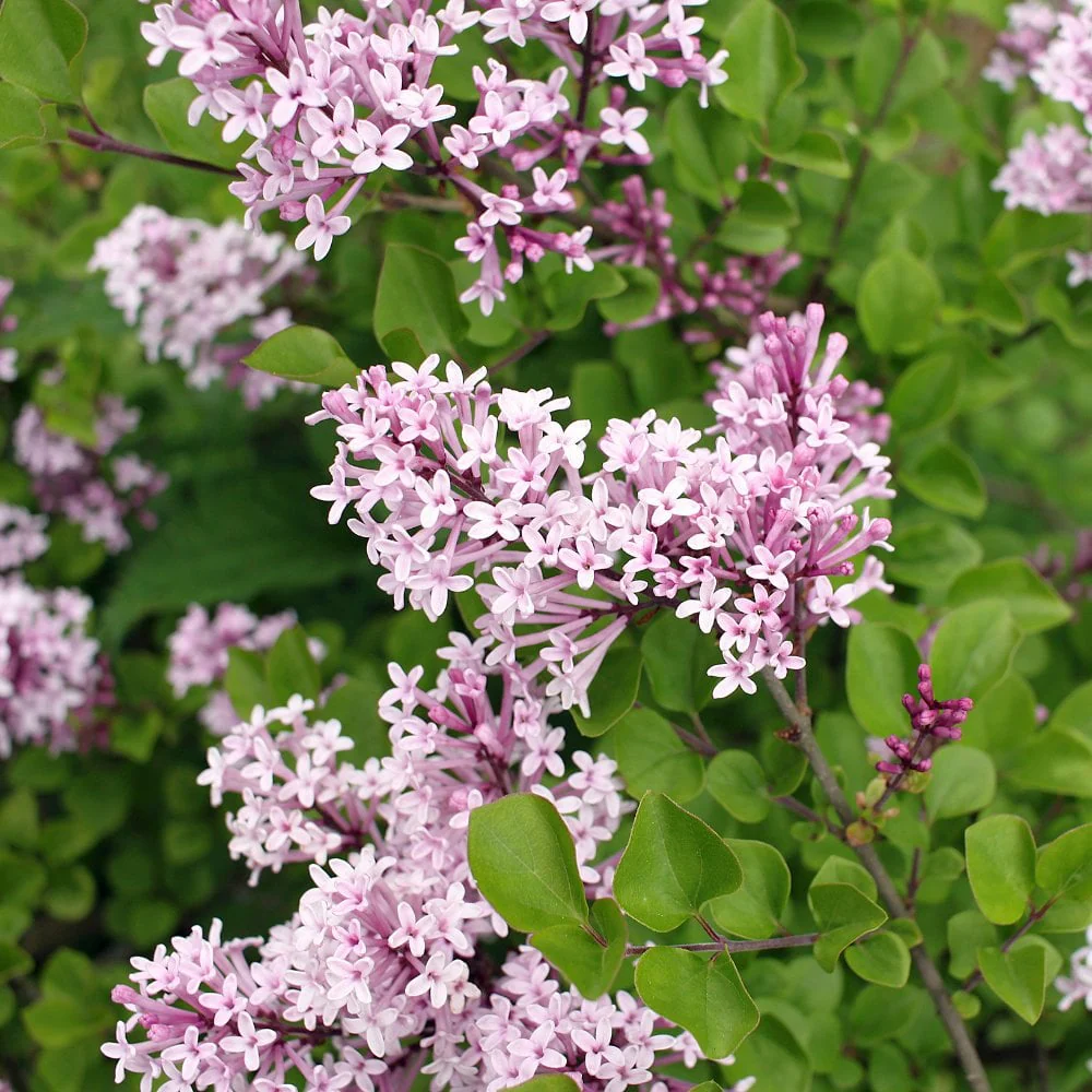 Syringa meyeri 'Palibin' Tree - Image 2