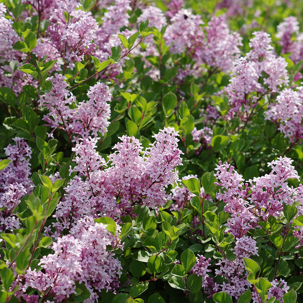 Syringa meyeri 'Palibin' Tree - Image 3