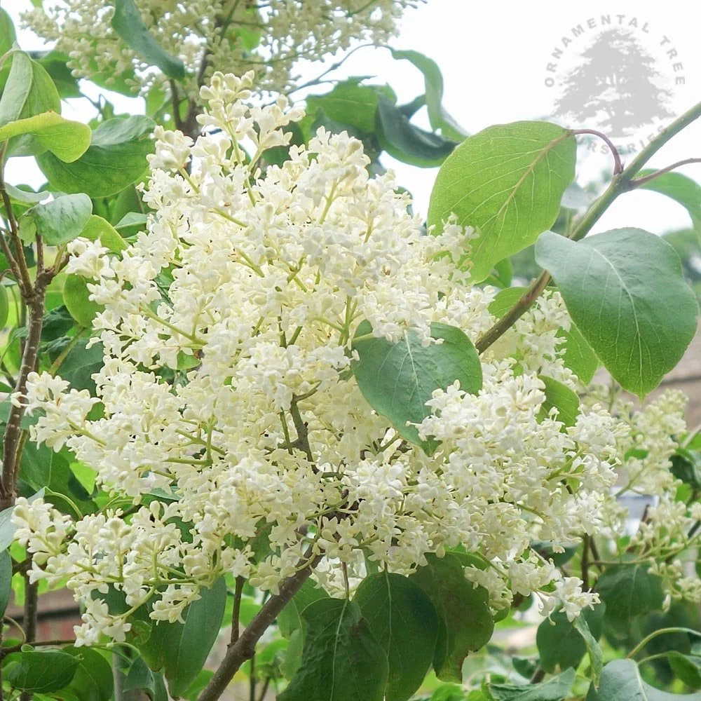Syringa pekinensis China Snow Tree