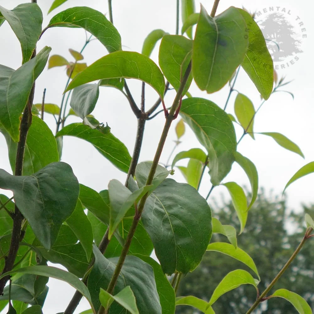 Syringa pekinensis China Snow Tree - Image 2