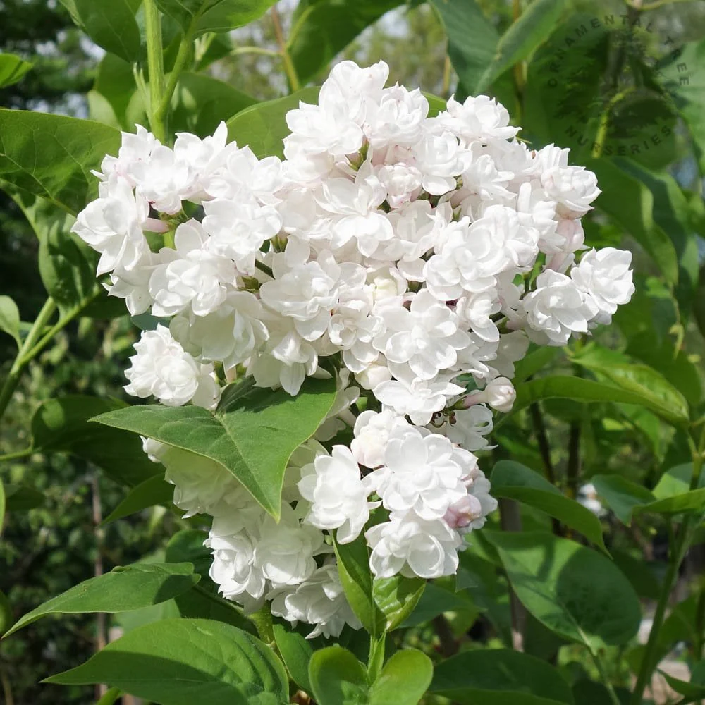 Syringa vulgaris 'Beauty Of Moscow' Tree