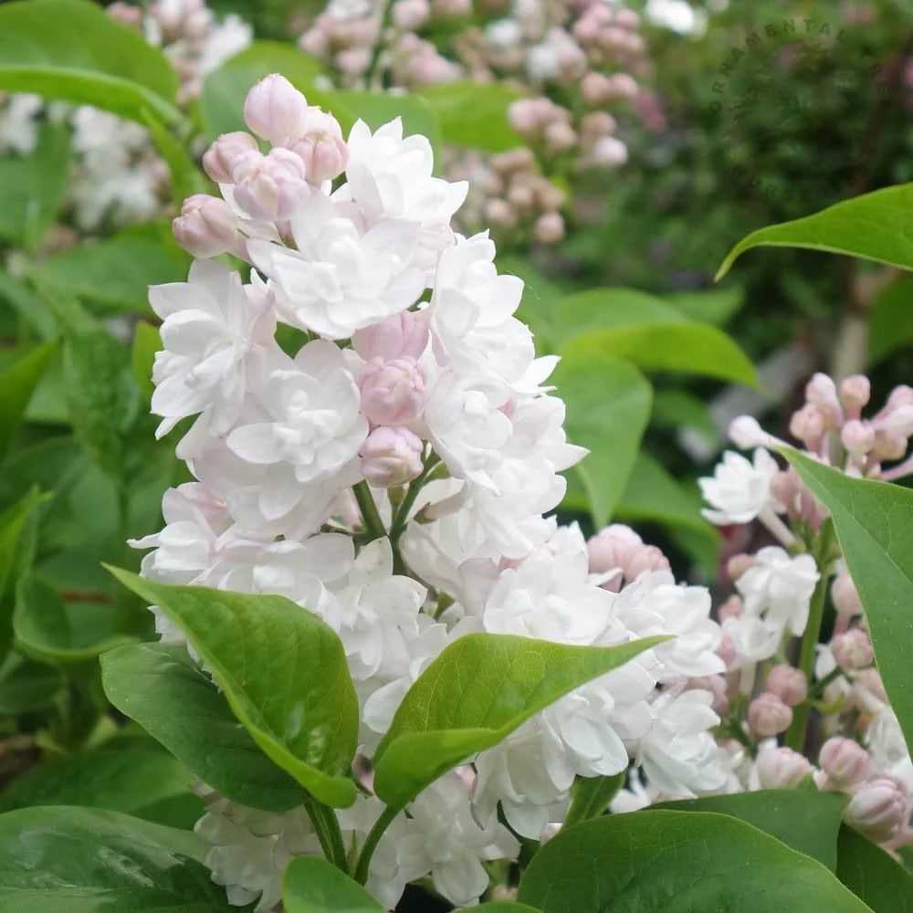 Syringa vulgaris 'Beauty Of Moscow' Tree - Image 2