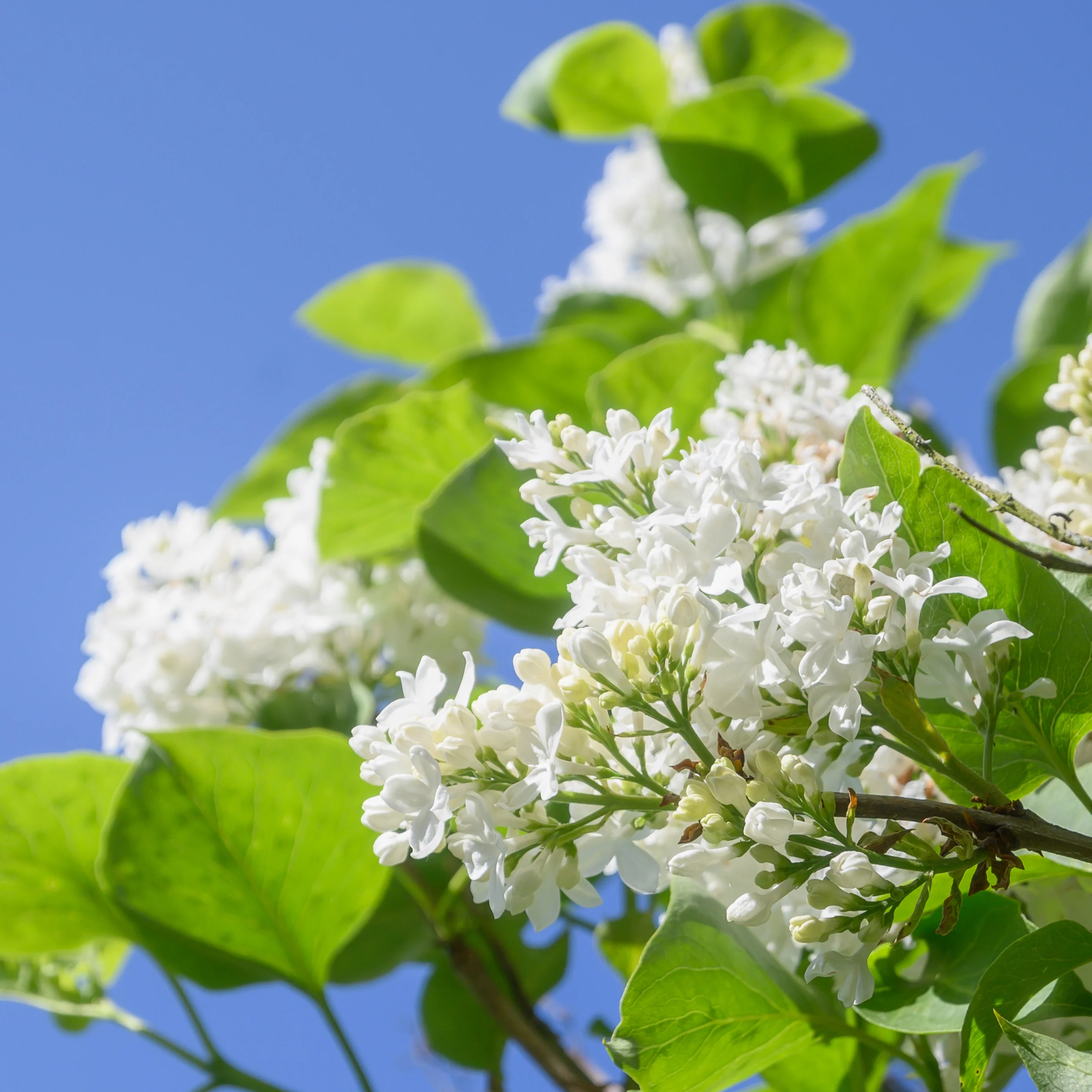 Syringa vulgaris 'Madame Lemoine' Tree