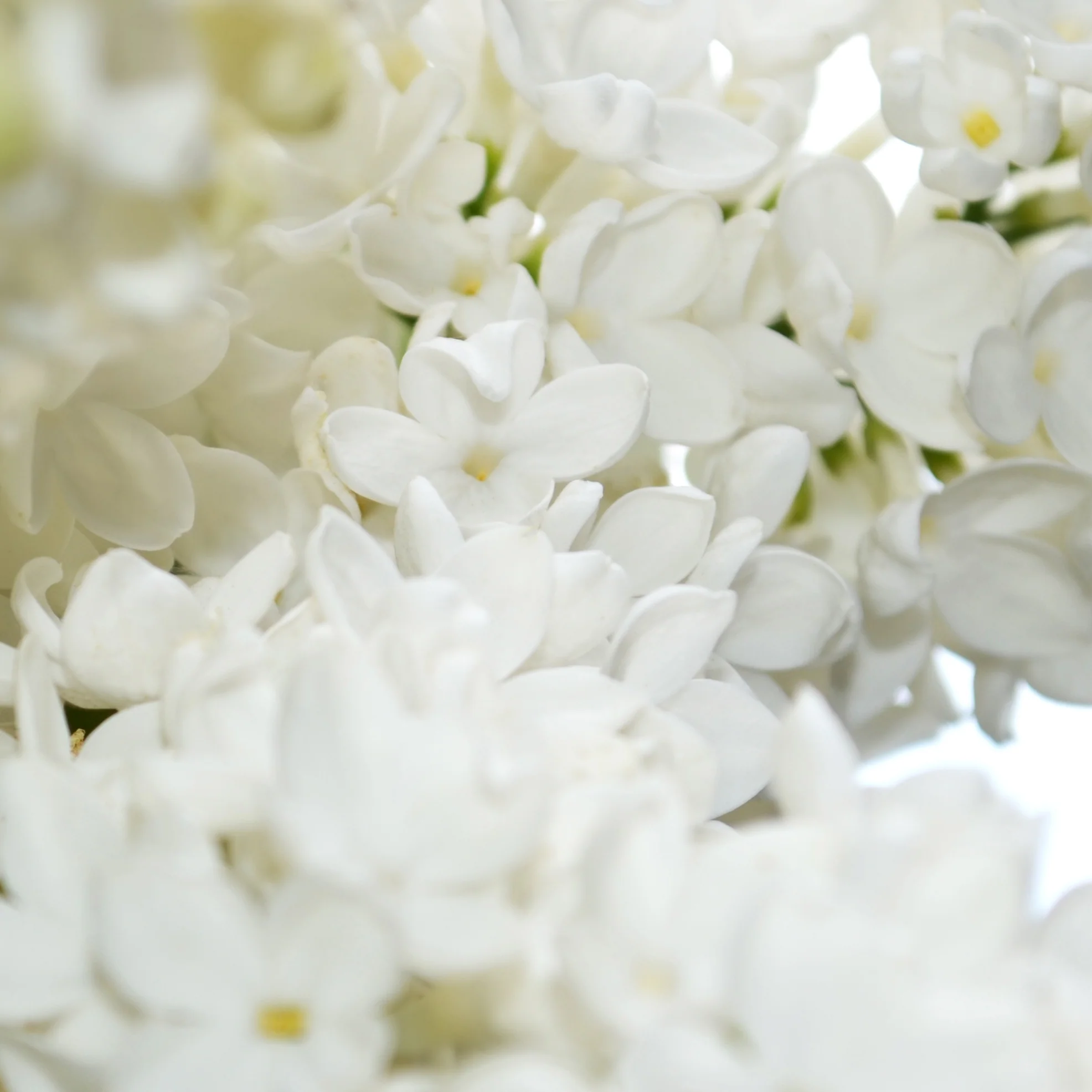 Syringa vulgaris 'Madame Lemoine' Tree - Image 2