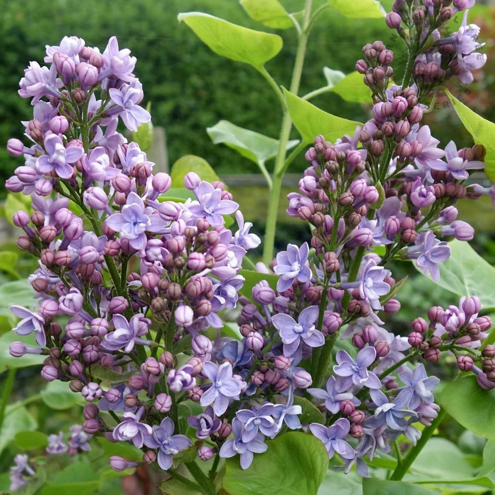 Syringa vulgaris 'Michel Buchner'