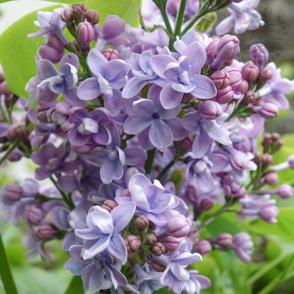 Syringa vulgaris 'Michel Buchner' - Image 2