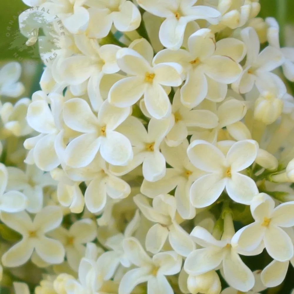 Syringa vulgaris 'Primrose' Tree