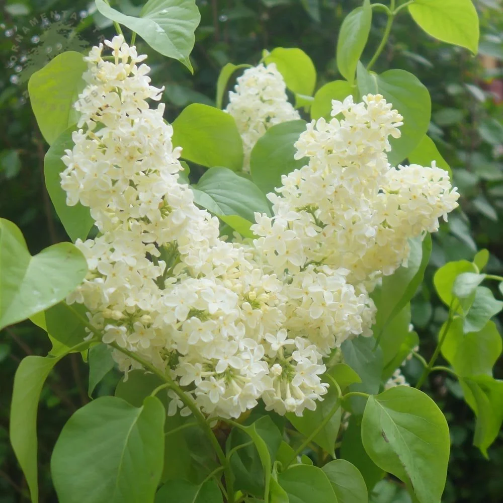 Syringa vulgaris 'Primrose' Tree - Image 2