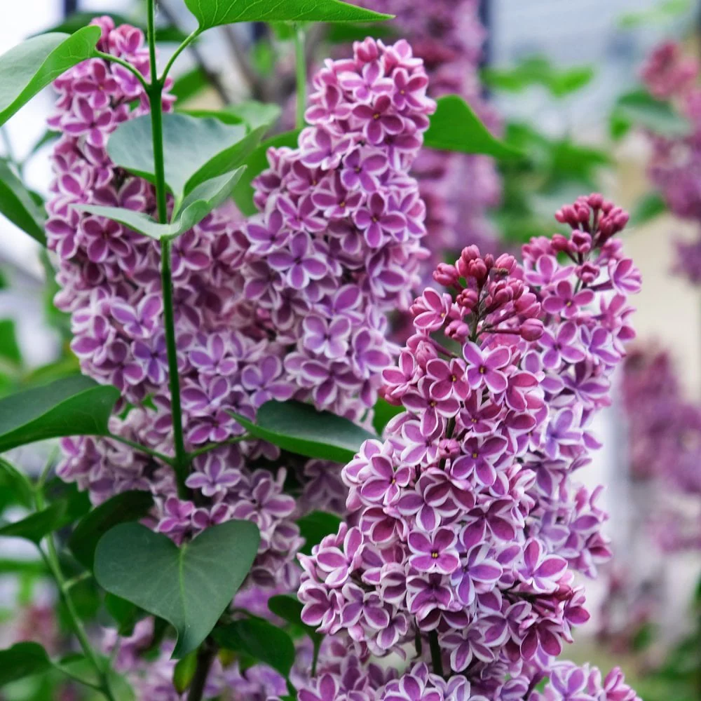 Syringa vulgaris 'Sensation' Tree - Image 2