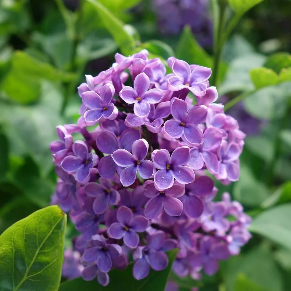 Syringa vulgaris 'Souvenir de Louis Spaeth' Tree - Image 2