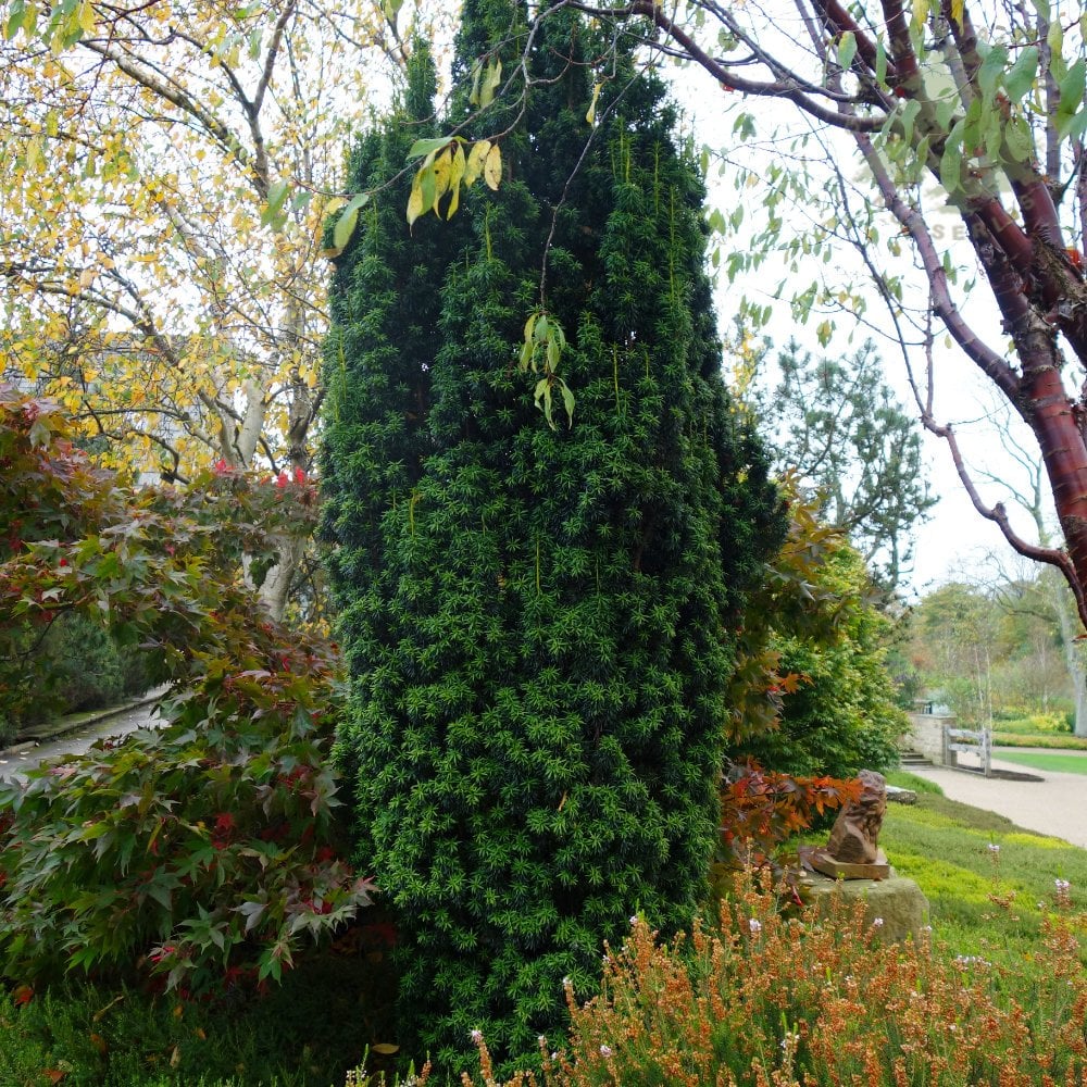Taxus baccata 'Fastigiata' Tree