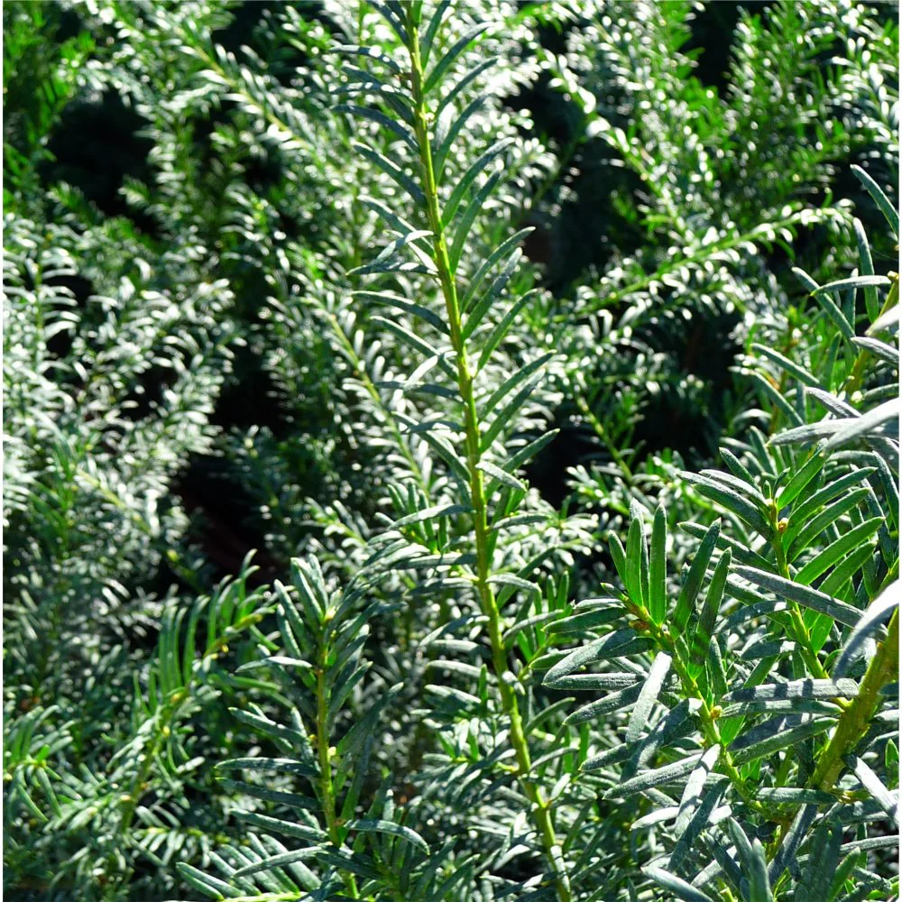 Taxus baccata 'Fastigiata' Tree - Image 2