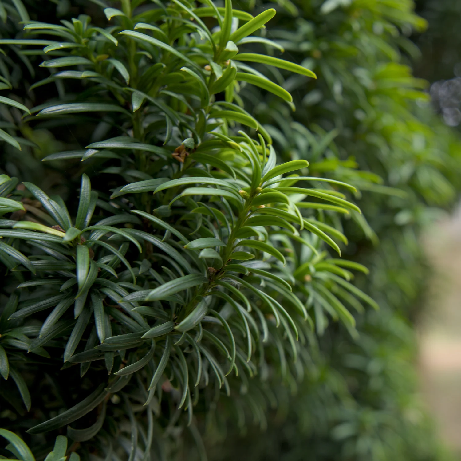 Taxus baccata 'Fastigiata Robusta'