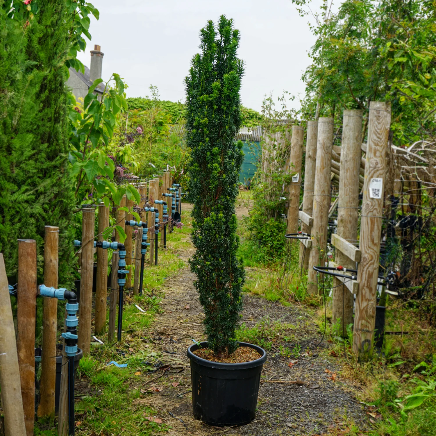 Taxus baccata 'Fastigiata Robusta' - Image 2