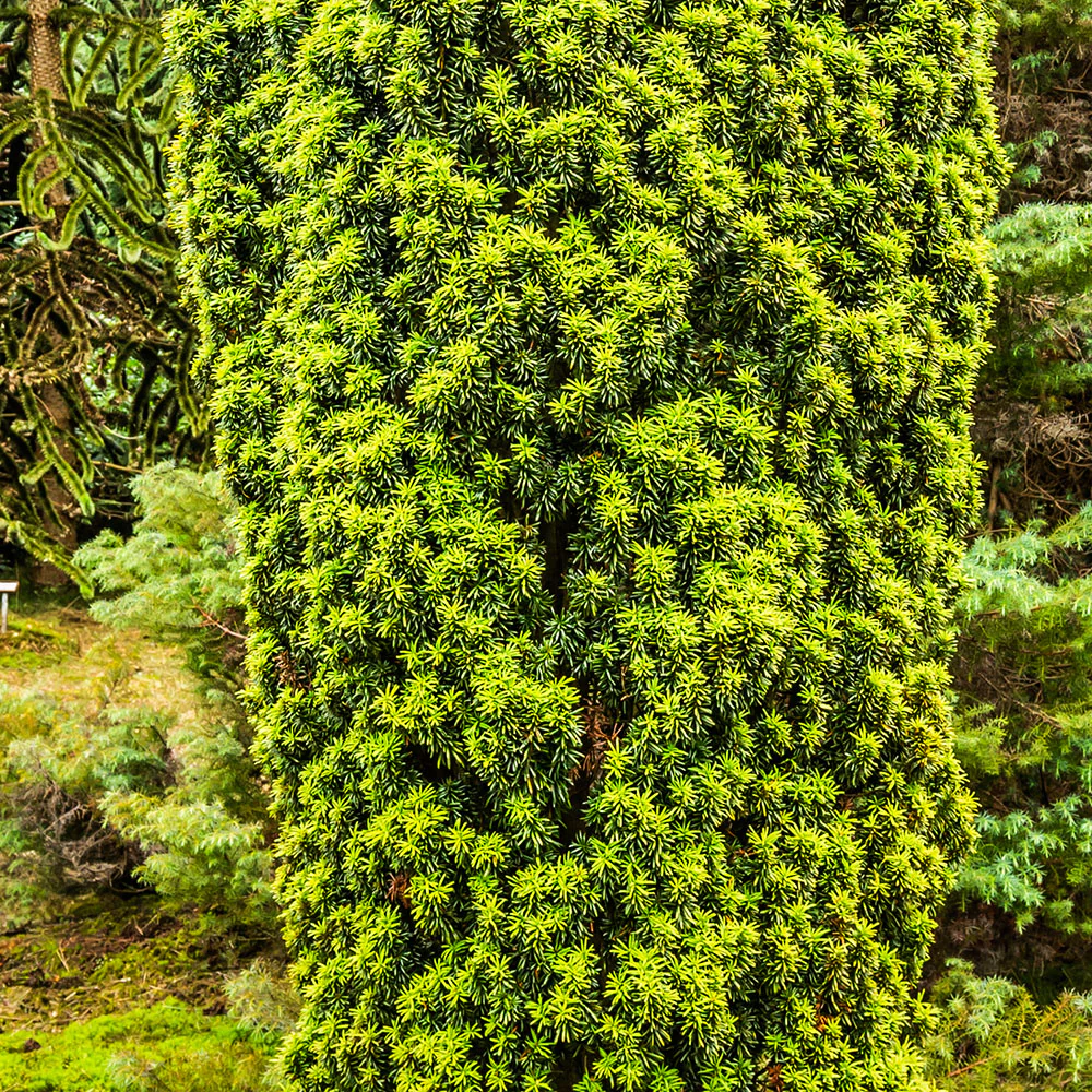 Taxus baccata 'Standishii' Tree