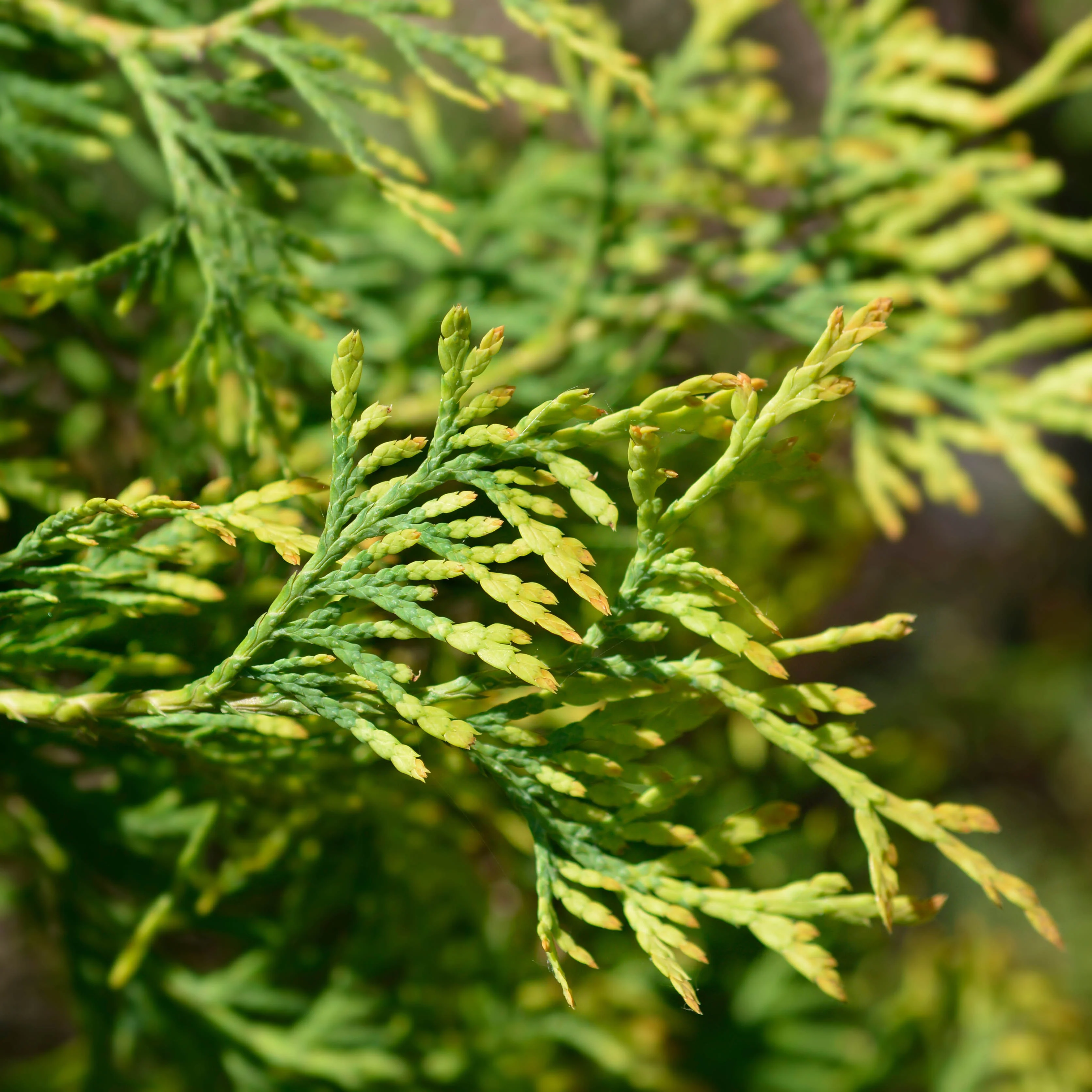 Thuja occidentalis 'Rheingold' Tree