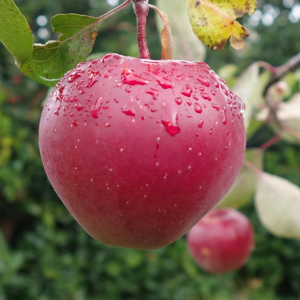 Tickled Pink Apple Tree - Image 3