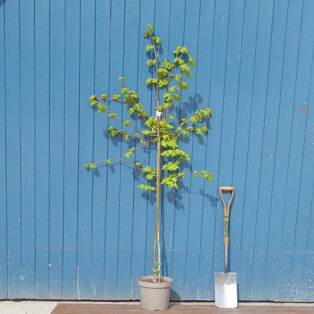 Tilia cordata 'Winter Orange' Tree - Image 4