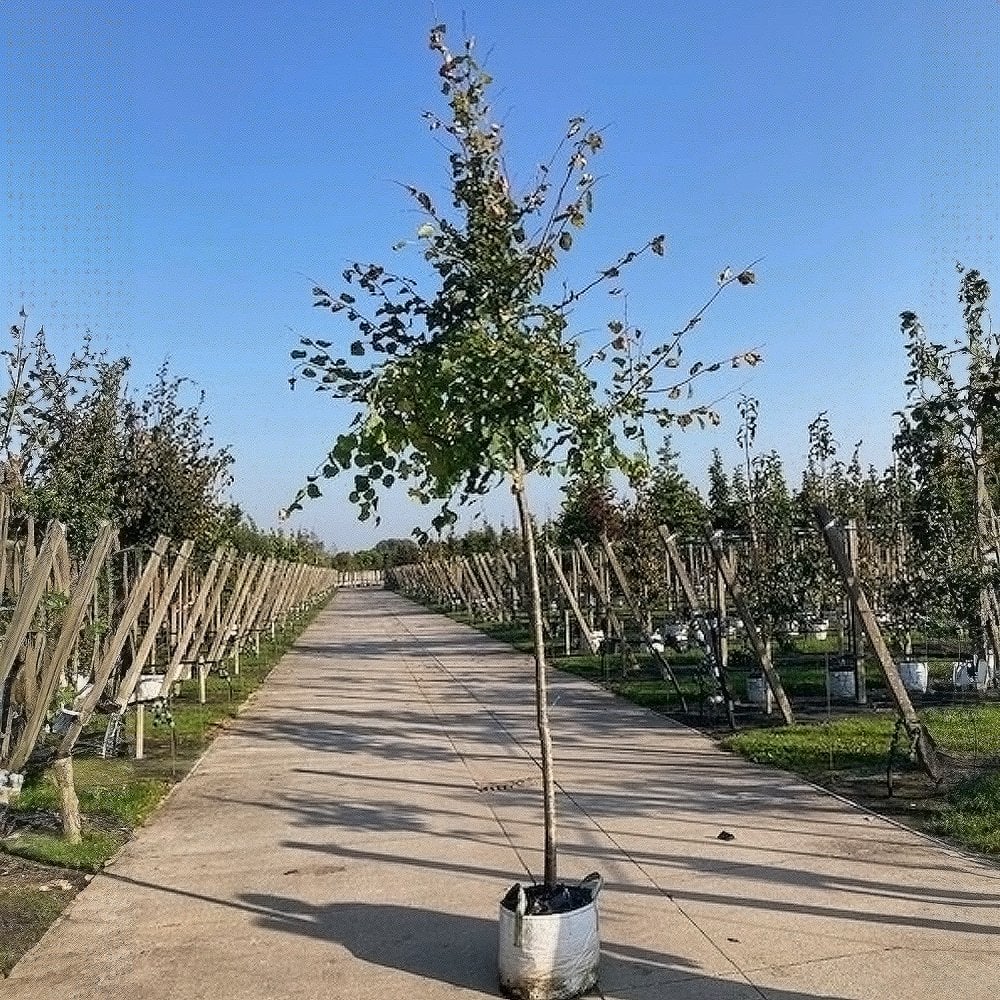 Tilia cordata 'Winter Orange' Tree - Image 5