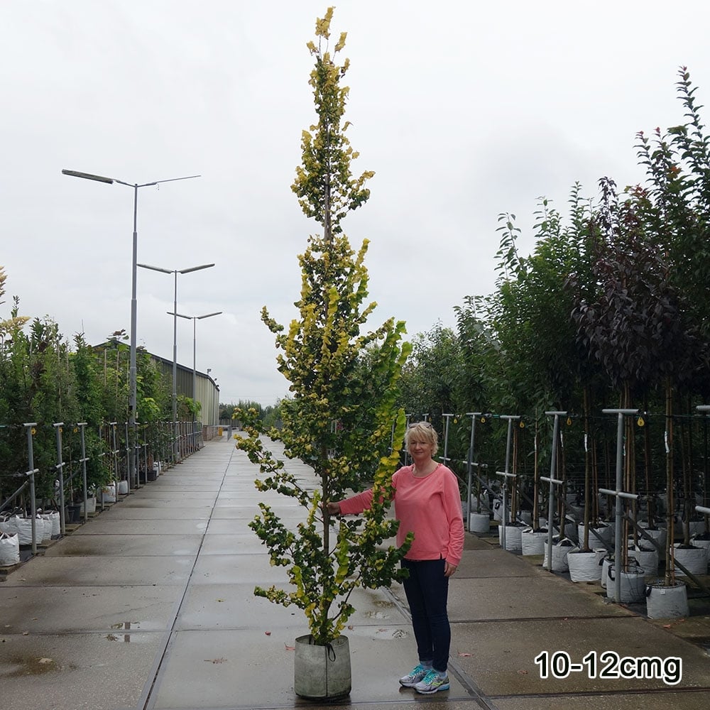 Ulmus x hollandica 'Wredei' Tree - Image 3
