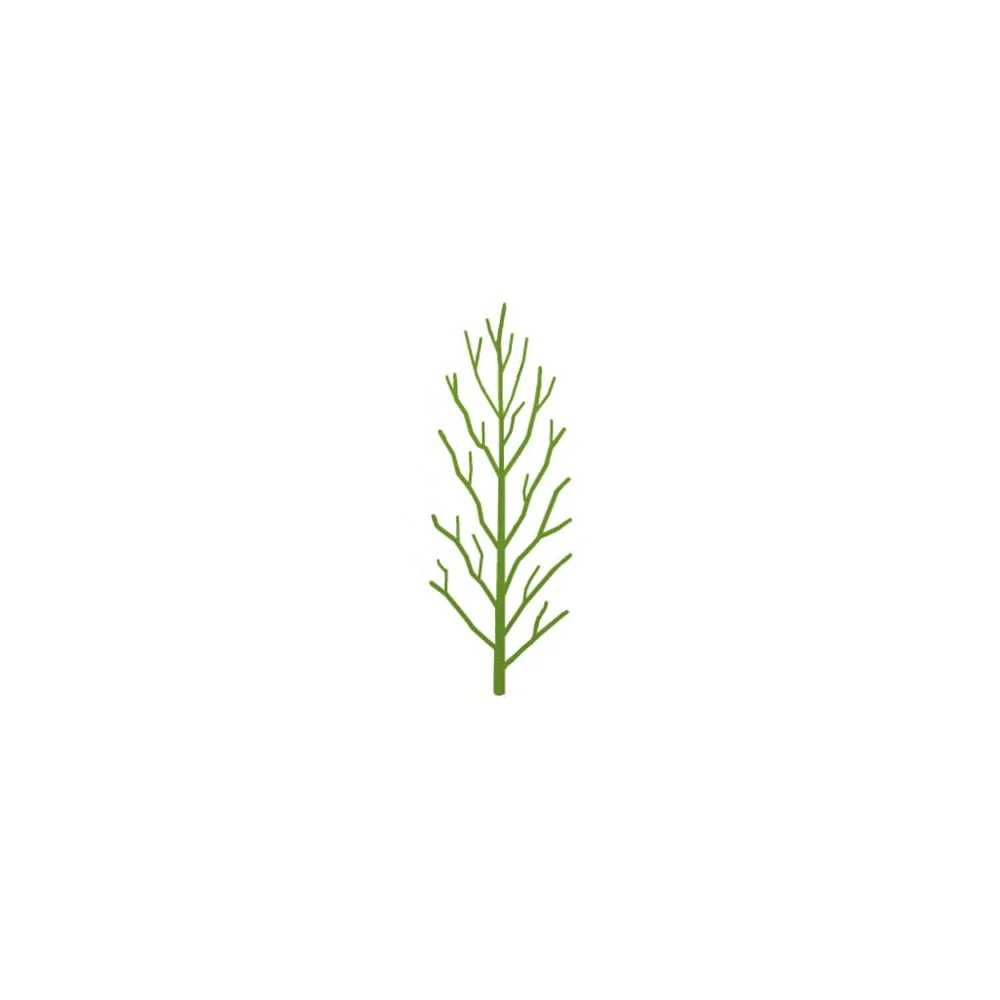 Ulmus x hollandica 'Wredei' Tree - Image 5