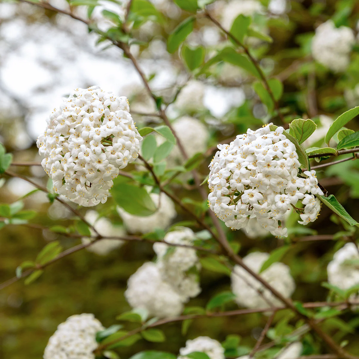 Viburnum x burkwoodii Shrub
