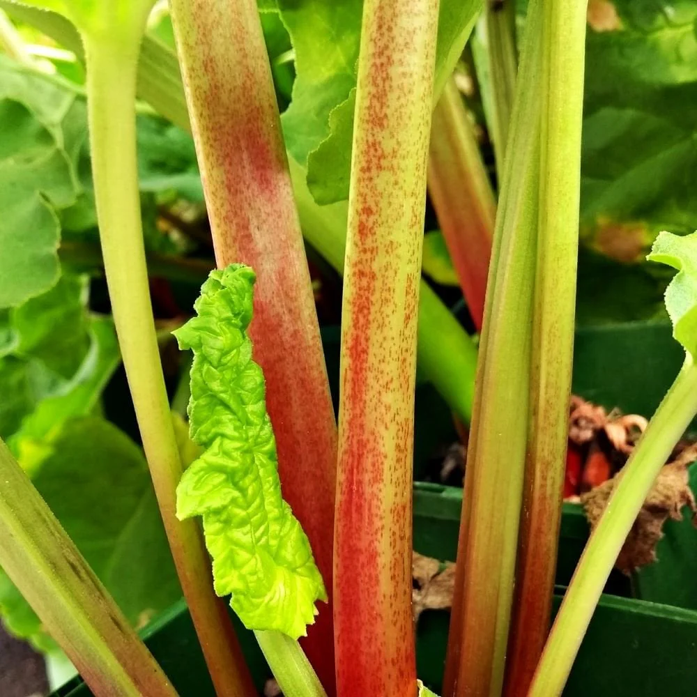 Victoria Rhubarb Plant