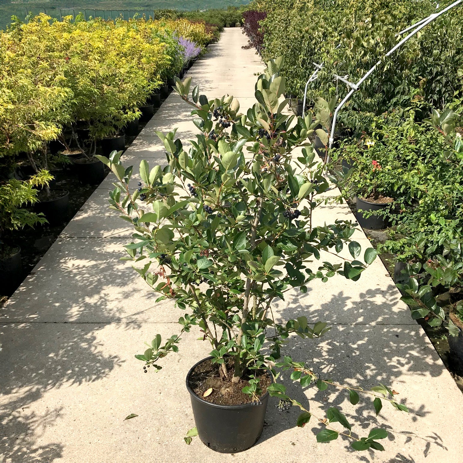 Aronia x prunifolia 'Viking' - Image 2