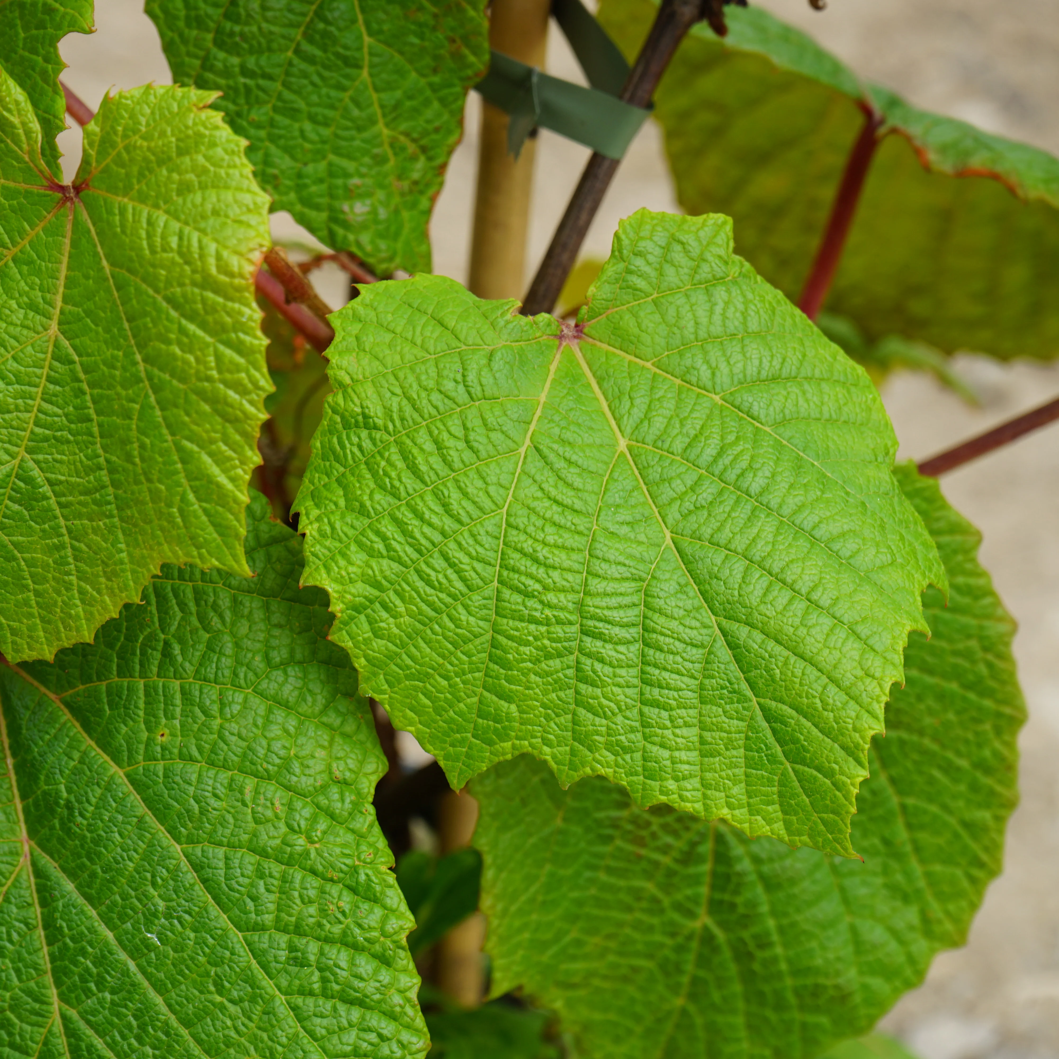 Vitis Coignetiae